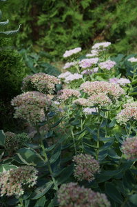 DSC01161.JPG