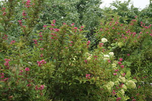 DSC00961.JPG