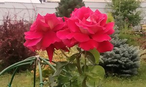 P_20220810_134211_1.jpg