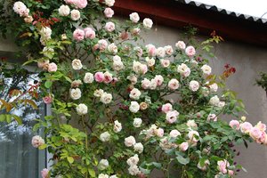 IMG_3675.JPG