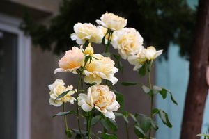 IMG_3669.JPG