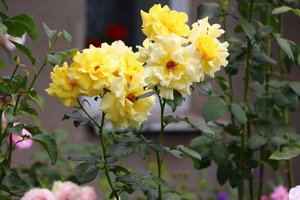 IMG_3667.JPG