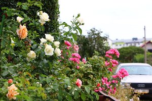 IMG_3672.JPG