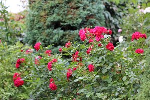 IMG_3643.JPG