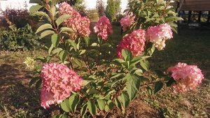 P_20220904_164404.jpg