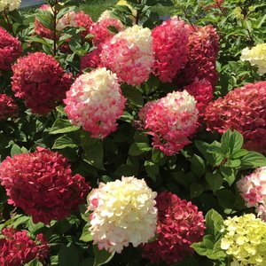 hydrangea-paniculata-little-lime-punch-1.jpg