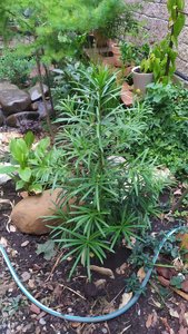 IMG_20220906_173739.jpg