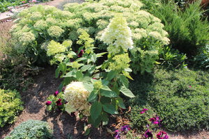 IMG_8319.JPG