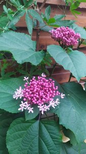 IMG_20210720_182333.jpg