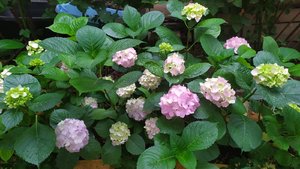 IMG_20220613_180825.jpg