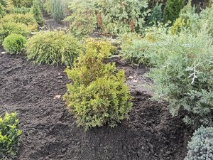 кипарисовик какой-то 24,09,22.jpg