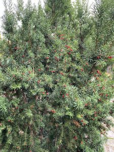 A358BDEC-7D61-4C5E-9A32-4C47A01F6997.jpeg