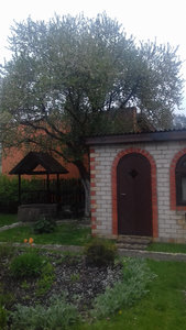 алыча 3.jpg
