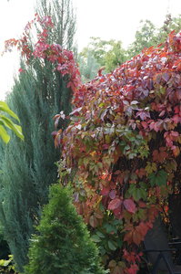 DSC04716.JPG