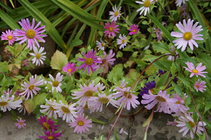 DSC01488.JPG