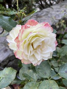 90F75548-D349-44BF-8B79-9D7A0C079CBC.jpeg