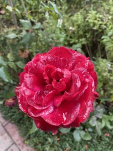 B97F4080-19E0-444C-BFC5-8993A8877E6F.jpeg