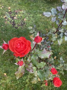 564B2AC7-CDFE-45E0-85EF-A93A5988C031.jpeg