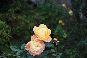 IMG_4469.JPG