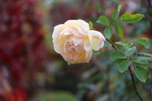 IMG_4452.JPG