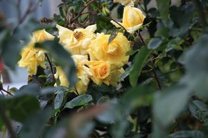 IMG_4405.JPG