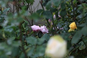 IMG_4411.JPG