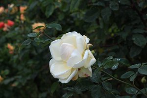 IMG_4412.JPG