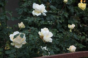 IMG_4413.JPG