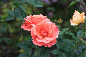 IMG_4414.JPG