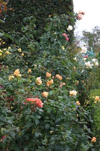 IMG_4419.JPG
