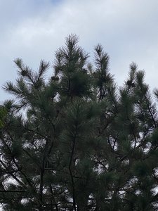 90592B52-D9DD-42C5-A3D5-AC91B4D3FA63.jpeg