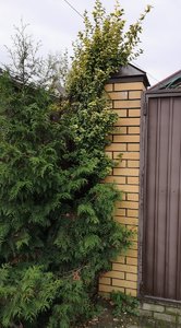 IMG_20221007_081306.jpg