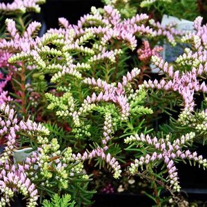 _sedum_sea_star_gl.jpg