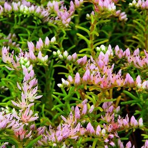 sedum_sea_star_005.jpg