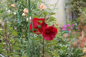 IMG_3177.JPG