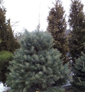 36DC7E0C-4090-4431-99B6-23ABB45314AC.jpeg