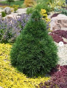 Green Penguin.jpg