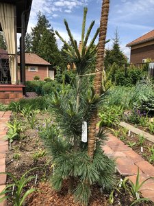 Pinus flexilis Vanderwolf`s Pyramid 20-3 — копия.JPG