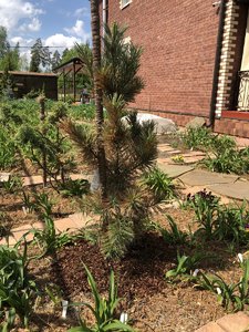 Pinus flexilis Vanderwolf`s Pyramid 21 3 — копия 2.JPG