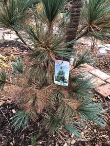 Pinus flexilis Vanderwolf`s Pyramid 21 15 — копия.JPG