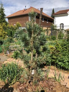 Pinus flexilis Vanderwolf`s Pyramid 22 6 — копия.JPG