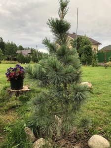 IMG_1775.JPG