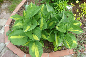 анна кульпа.jpg