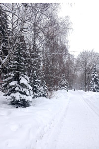 снег.jpg