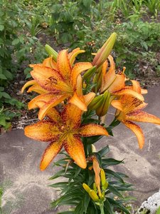 IMG_20230316_064911.jpg