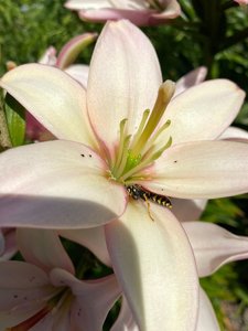 IMG_20230316_070942.jpg