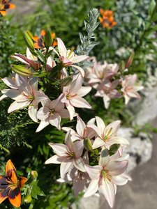 IMG_20230316_070950.jpg