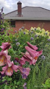 IMG_20220729_181717.jpg