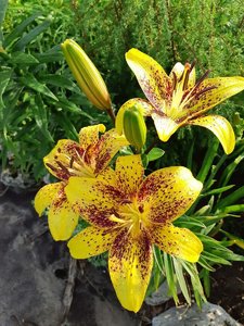 IMG_20230316_065639.jpg