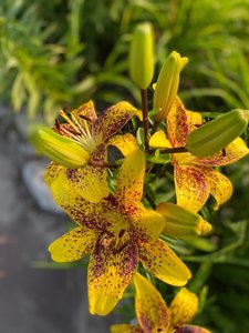 IMG_20230316_065859.jpg